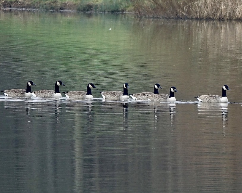 Canada goose